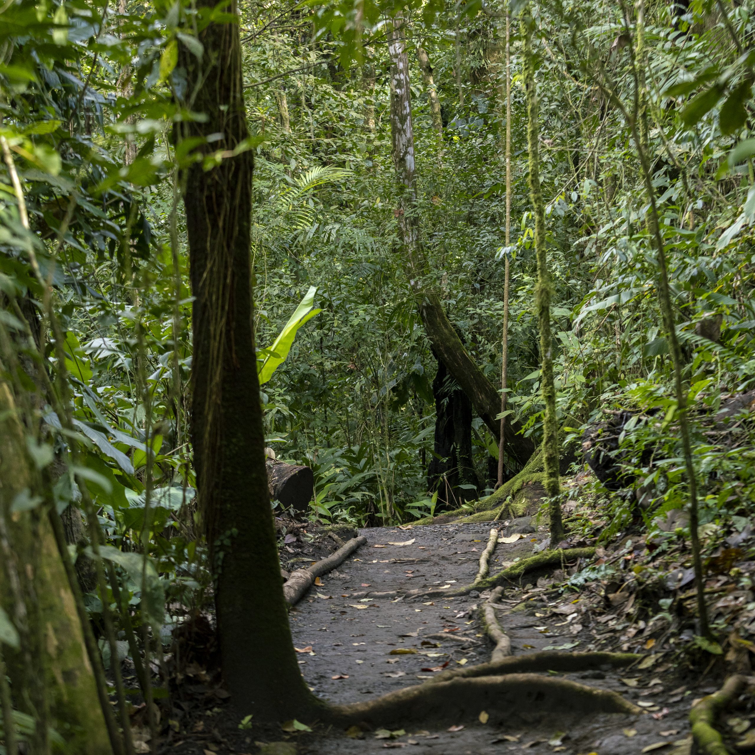 costarica-swisstravel-stcostarica-guancaste-spring