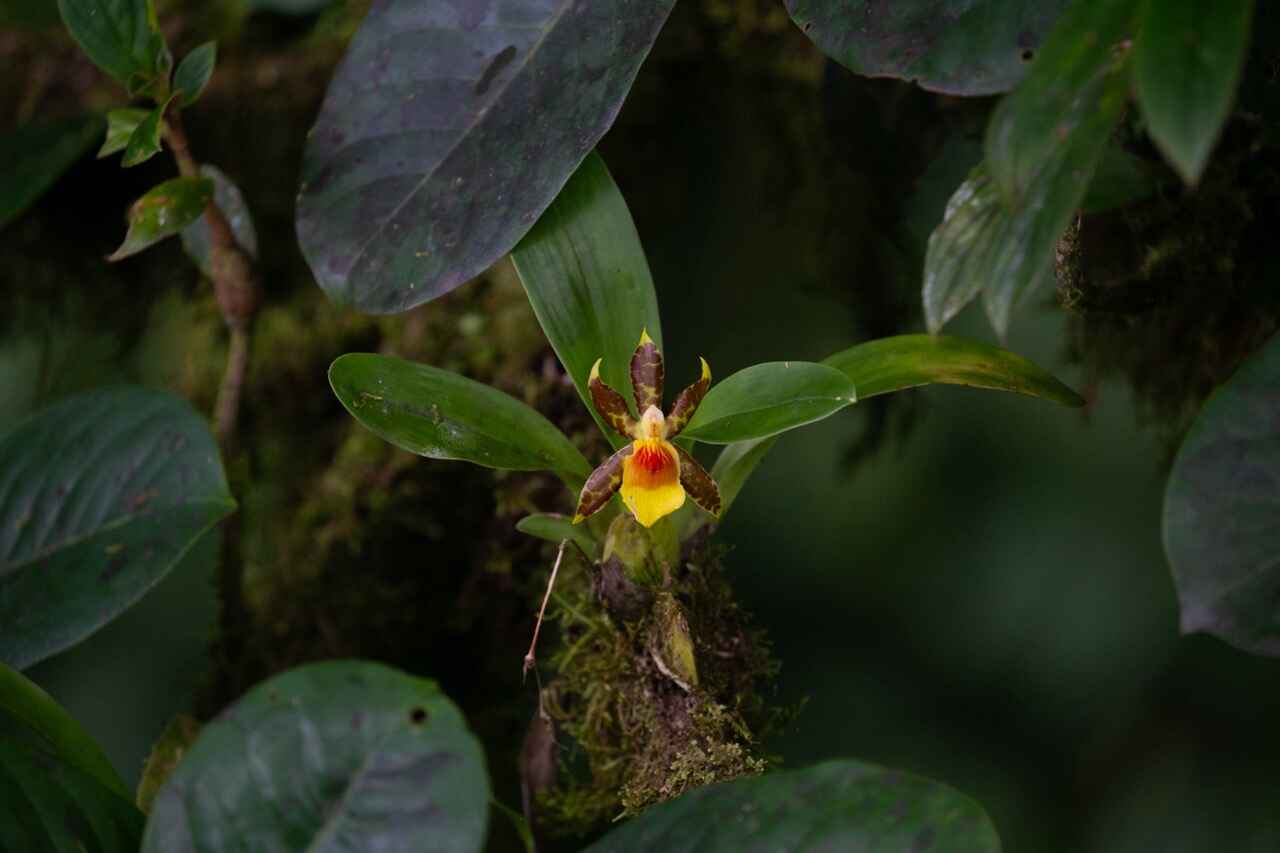 manuel antonio-national park-outskirts-st-costa-rica-2024-22