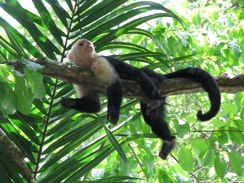 image-monkey-costa-rica-nature