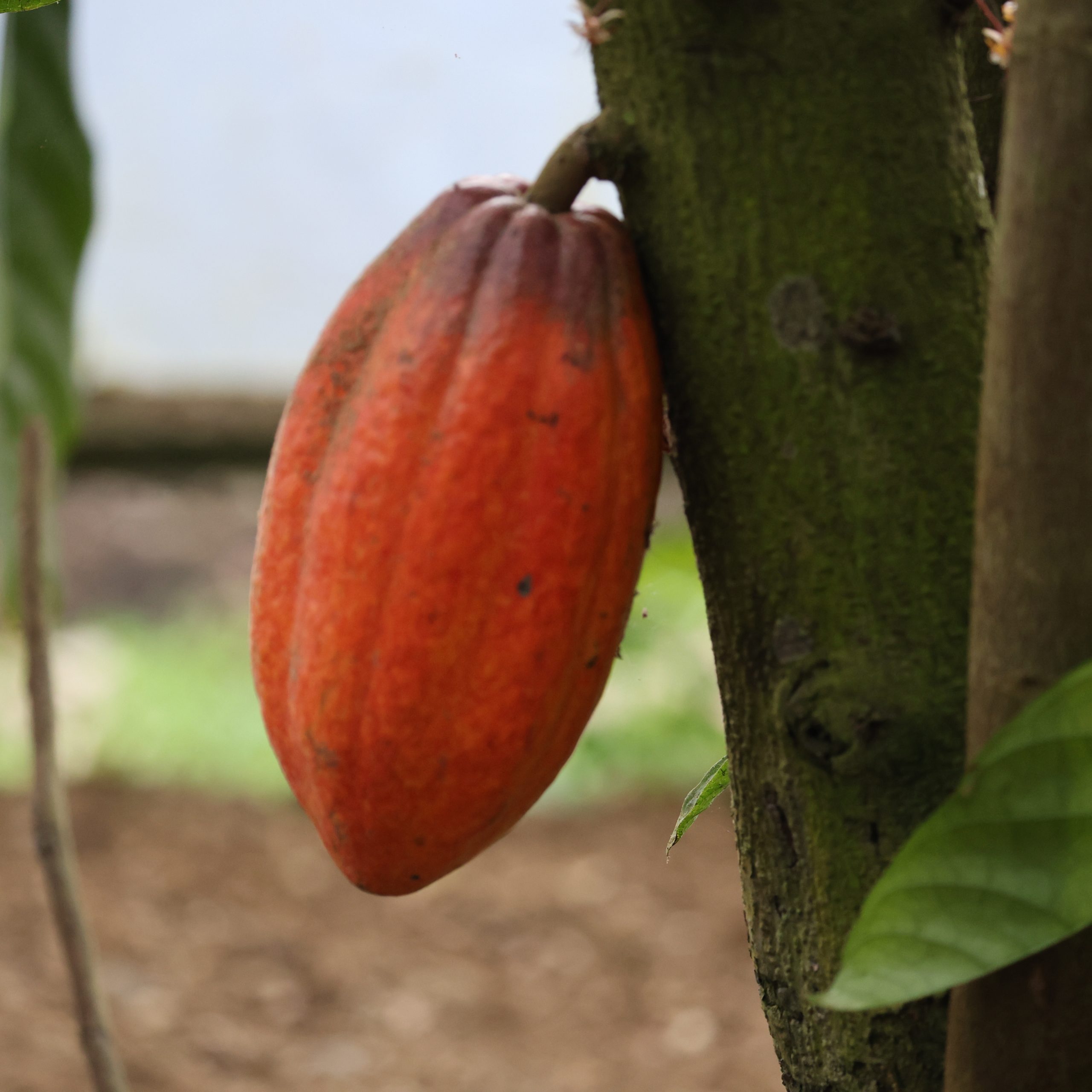 swiss-travel-stcostarica-cacao-tour